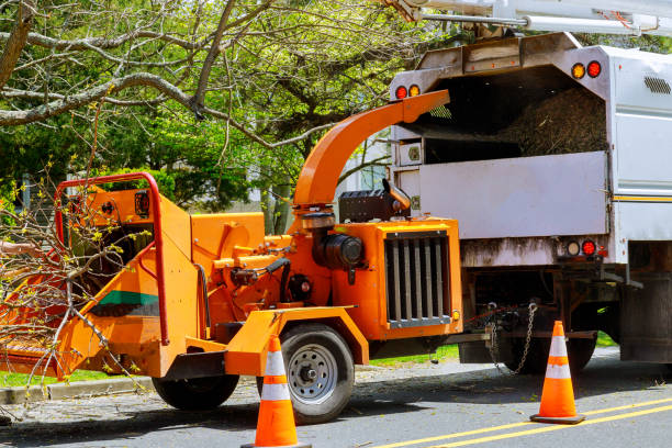 How Our Tree Care Process Works  in  Newark, IL