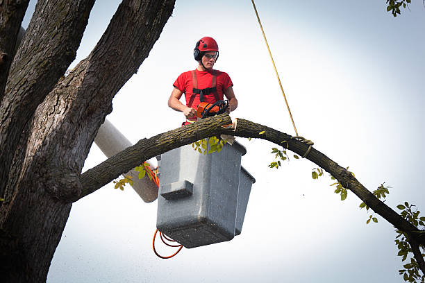 Trusted Newark, IL Tree Removal Experts